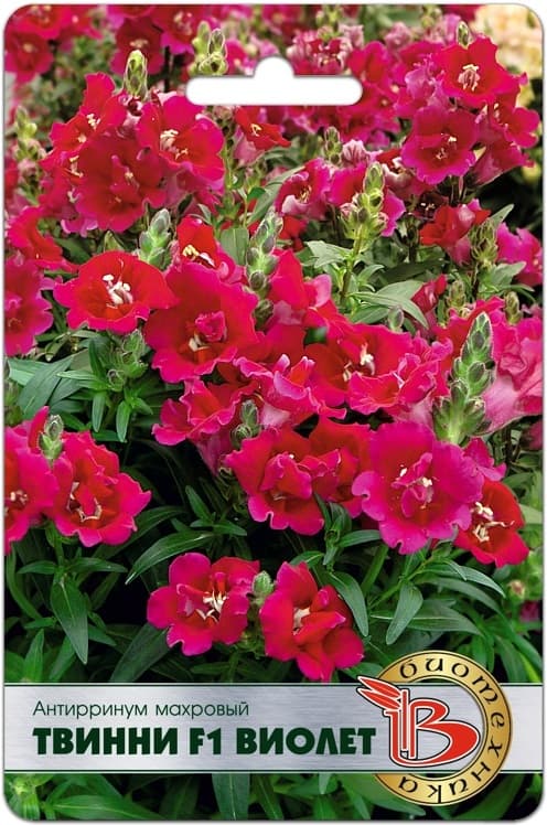 Фото – Антирринум махровый Твинни F1 Виолет