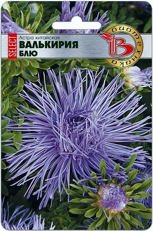 Фото – Астра китайская Валькирия селект Блю