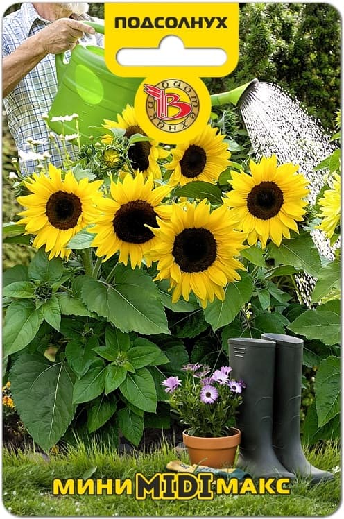 Фото – Подсолнух Мини-Макс F1 Миди