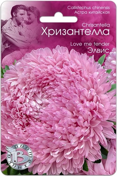 Фото – Астра китайская Хризантелла Элвис