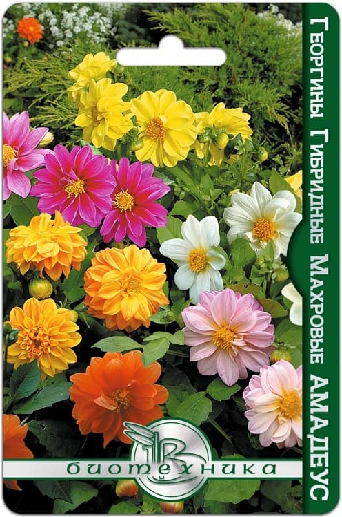 Фото – Георгины гибридные махровые Амадеус