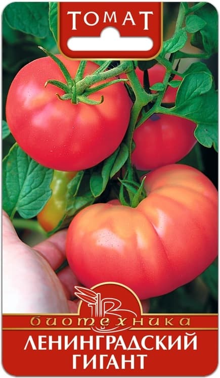 Фото – Томат Ленинградский Гигант