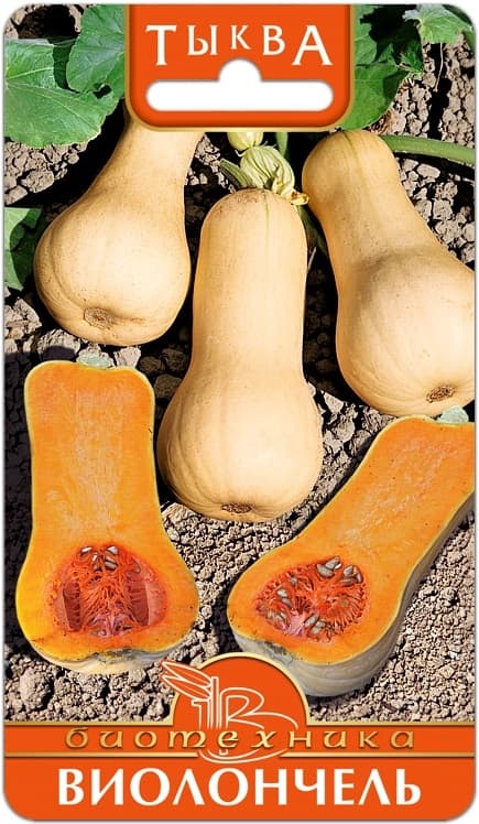 Фото – Тыква Виолончель