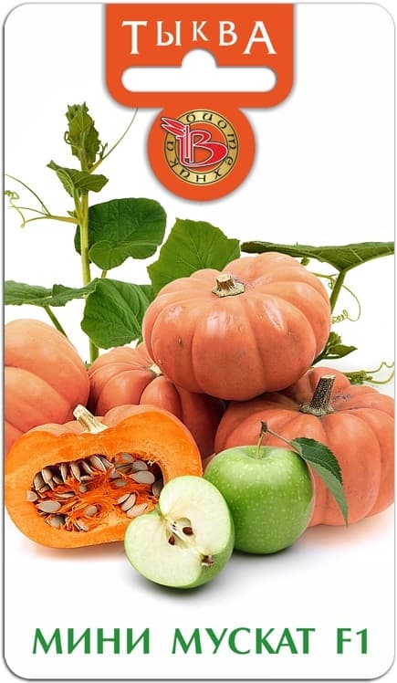 Фото – Тыква Мини Мускат