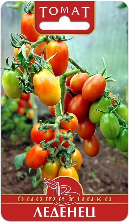 Фото – Томат Леденец