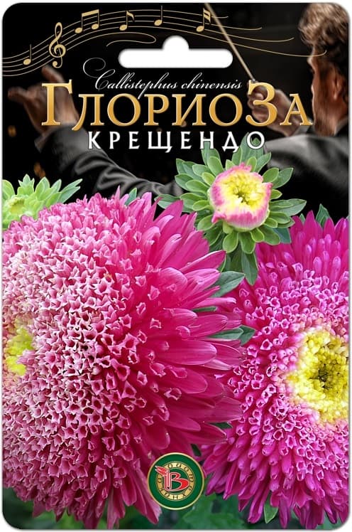 Фото – Астра китайская Глориоза Крещендо