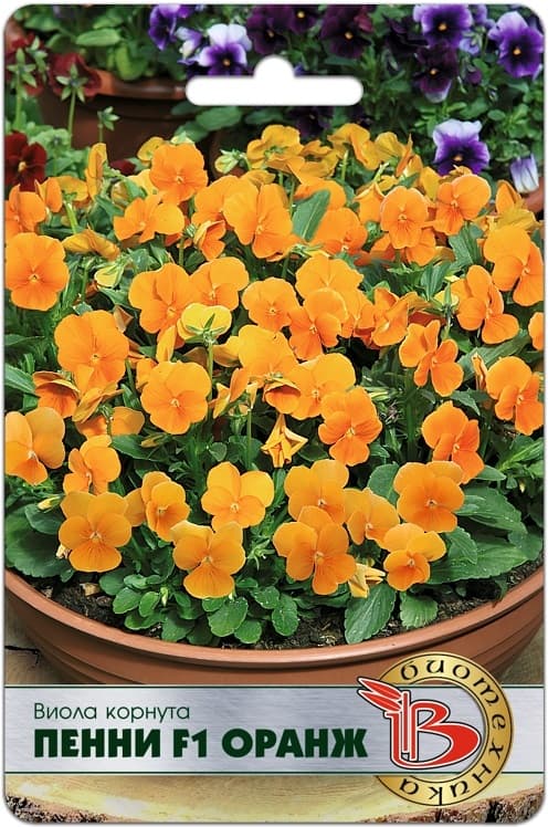 Фото – Виола корнута Пенни F1 Оранж
