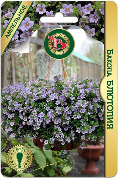 Фото – Бакопа Блютопия