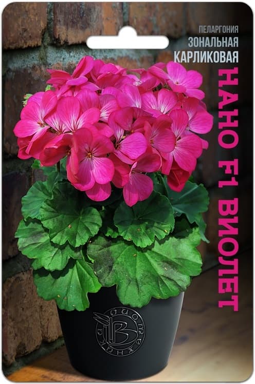 Фото – Пеларгония зональная карликовая Нано F1 Виолет