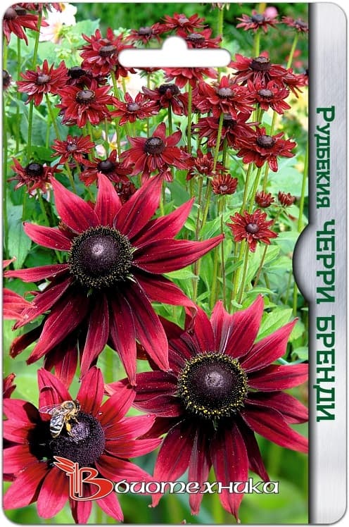 Фото – Рудбекия Черри Бренди