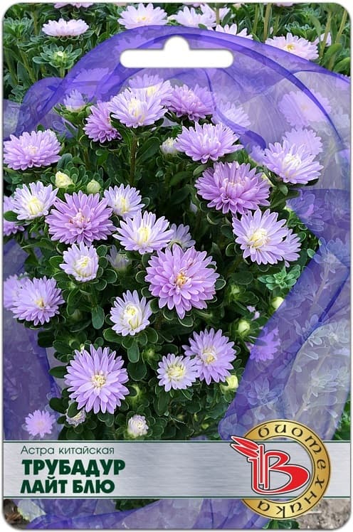 Фото – Астра китайская Трубадур Лайт Блю