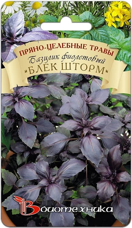 Фото – Базилик Блек Шторм