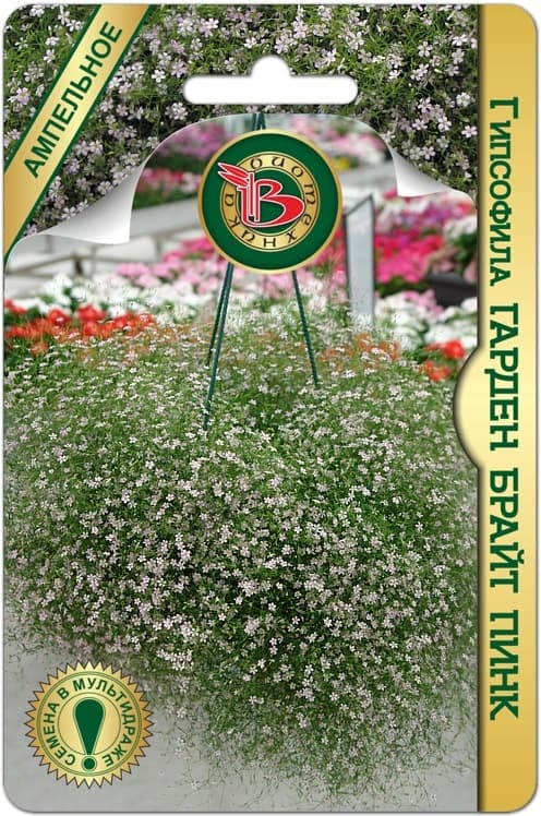 Фото – Гипсофила Гарден Брайт Пинк