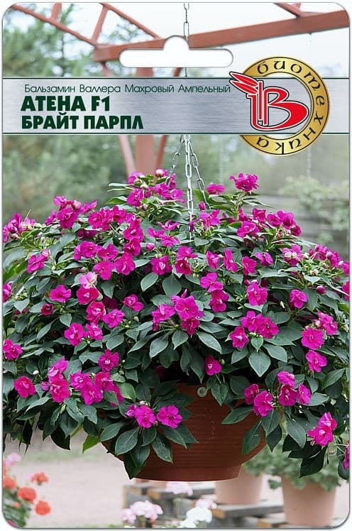 Фото – Бальзамин Валлера махровый ампельный Атена F1 Брайт Парпл