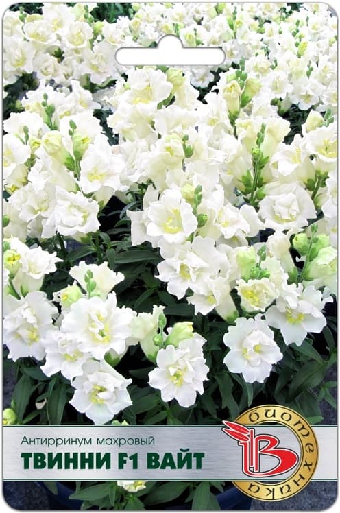 Фото – Антирринум махровый Твинни F1 Вайт