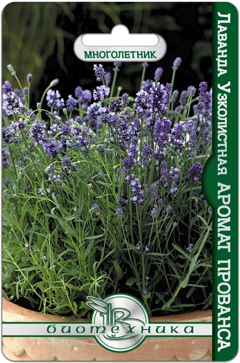 Фото – Лаванда узколистная Аромат Прованса