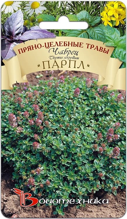 Фото – Шалфей испанский (чиа)