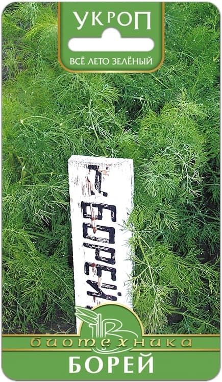 Фото – Укроп Борей