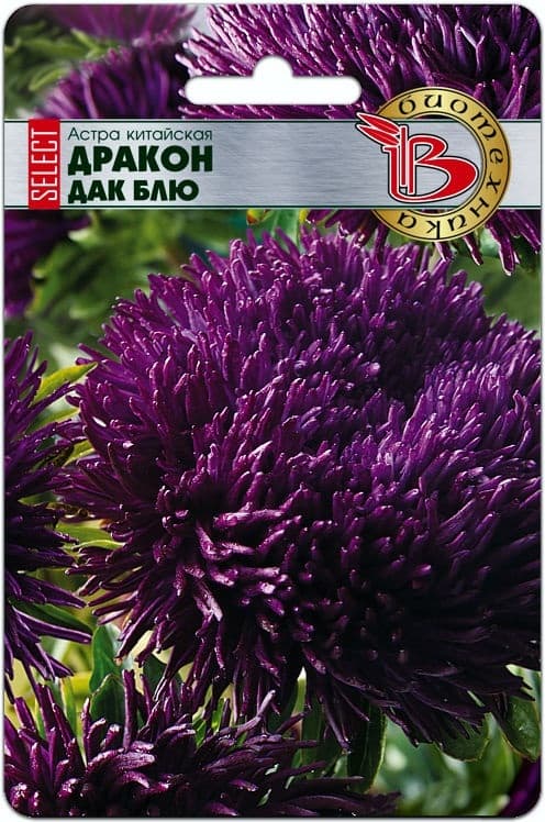 Фото – Астра китайская Дракон селект Дак Блю