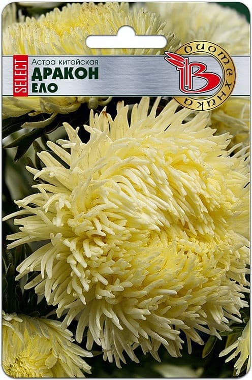 Фото – Астра китайская Дракон селект Ело