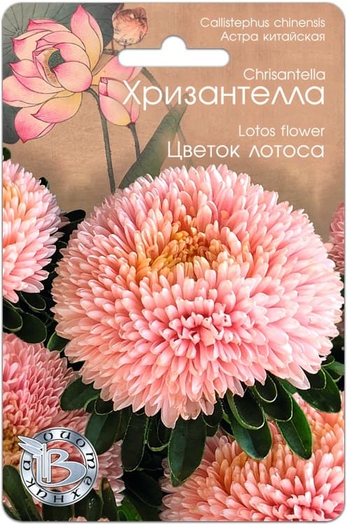 Фото – Астра китайская Хризантелла Цветок Лотоса