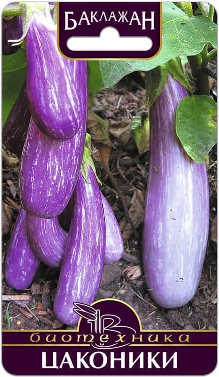 Фото – Баклажан Цаконики