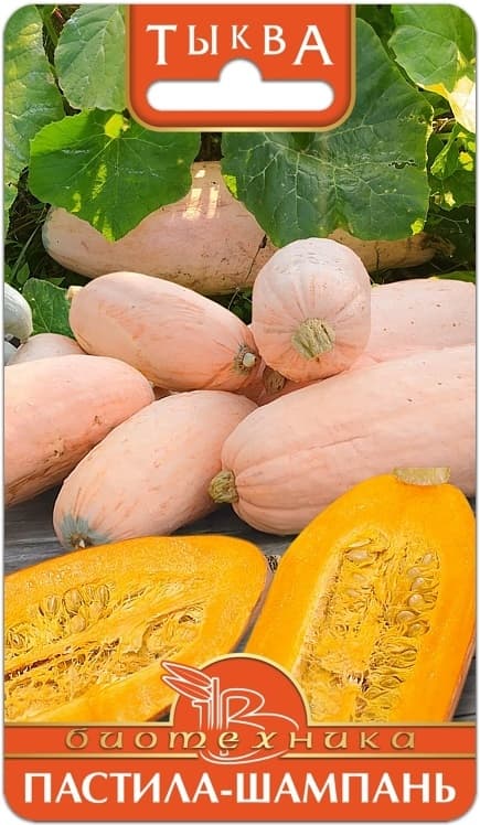 Фото – Тыква Пастила-Шампань
