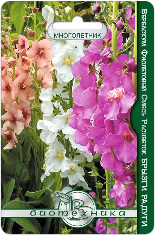 Фото – Вербаскум фиолетовый Брызги Радуги