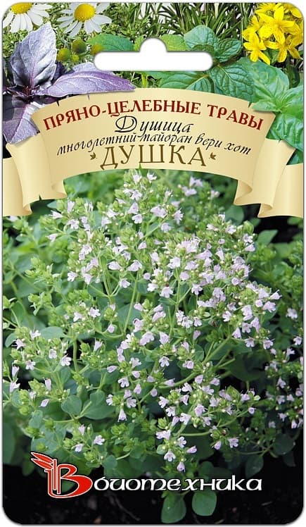 Фото – Душица Душка