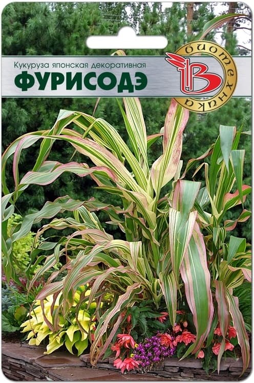 Фото – Кукуруза японская декоративная Фурисодэ