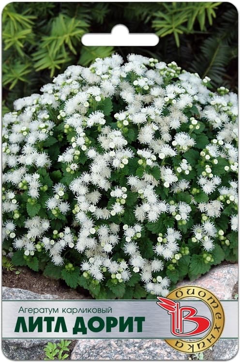 Фото – Агератум карликовый белый Литл Дорит
