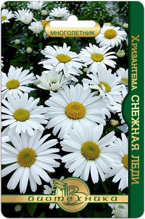 Фото – Хризантема Снежная Леди