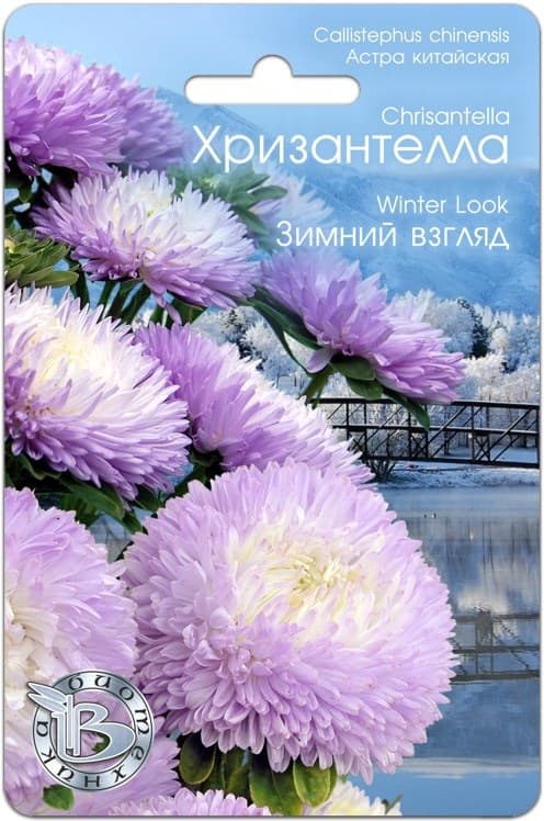 Фото – Астра китайская Хризантелла Зимний взгляд