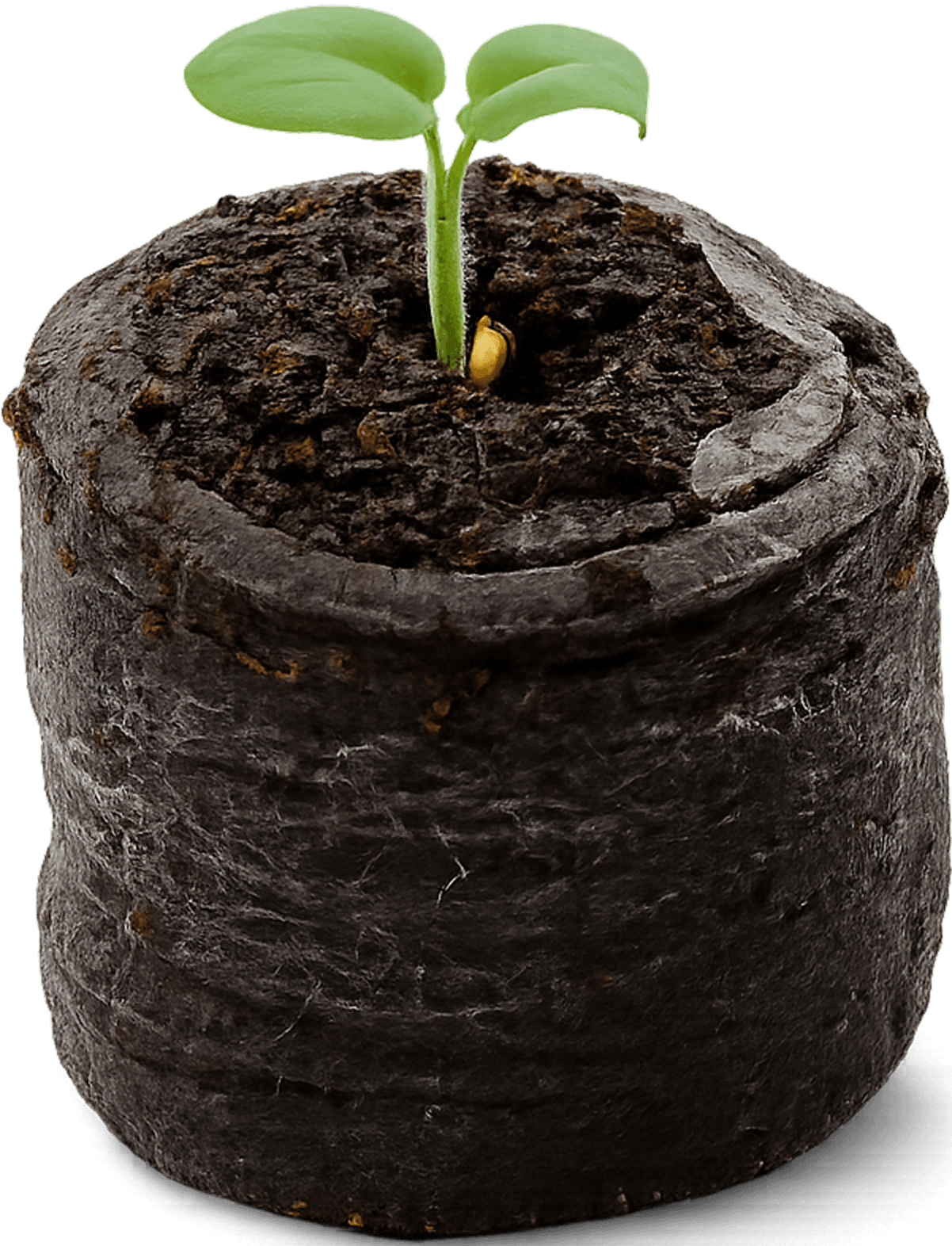 Для рассады